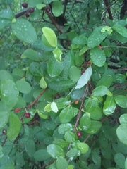 Erythroxylum havanense