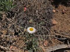 Erigeron tracyi