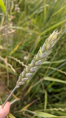 Triticum