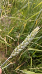 Triticum