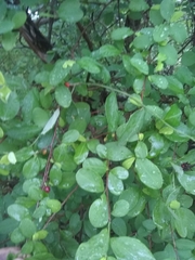 Erythroxylum havanense