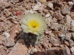 Pediocactus bradyi
