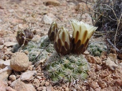 Pediocactus bradyi