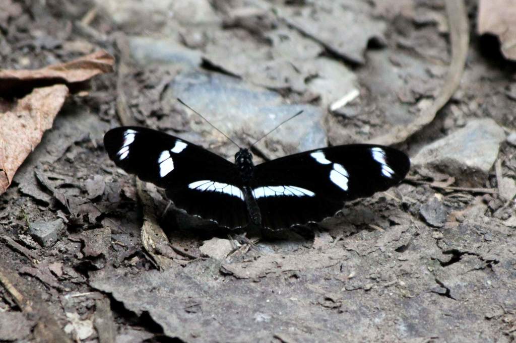 telesiphe longwing