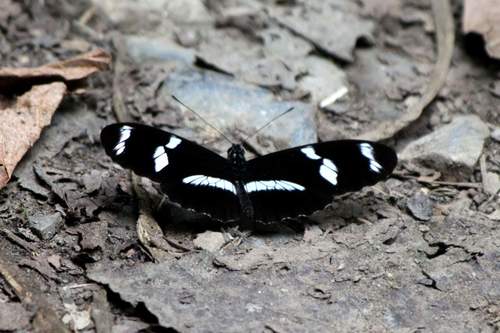 telesiphe longwing