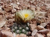 Brady's Pincushion Cactus - Photo (c) Christian Nunes, some rights reserved (CC BY-NC), uploaded by Christian Nunes