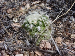 Pediocactus bradyi