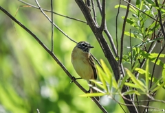Polystictus pectoralis