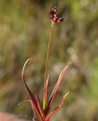 Juncus antarcticus