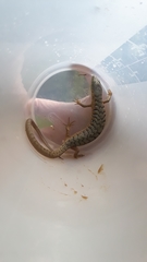 Elgaria multicarinata scincicauda