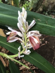 Alpinia calcarata