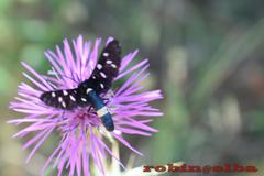 Amata phegea