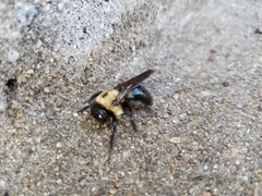 Xylocopa virginica