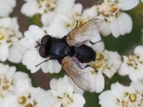 Dufouria nigrita