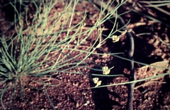 Goodenia armitiana