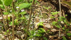 Cordulegaster maculata