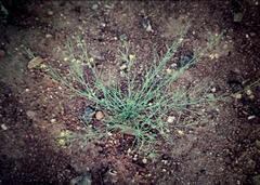 Goodenia armitiana