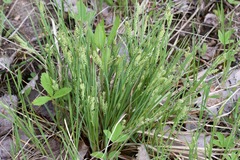 Carex garberi