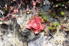 Micranthes clusii lepismigena