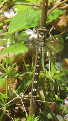 Cordulegaster maculata