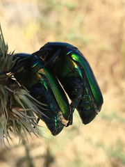 Protaetia cuprea ignicollis