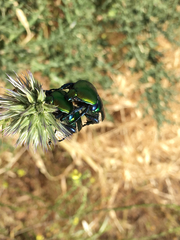 Protaetia cuprea ignicollis