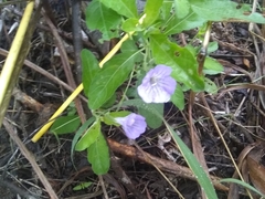 Ruellia intermedia