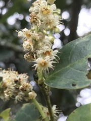 Prunus buxifolia