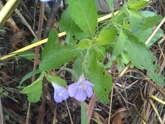 Ruellia intermedia