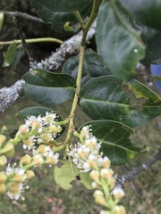 Prunus buxifolia