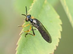 Dioctria longicornis
