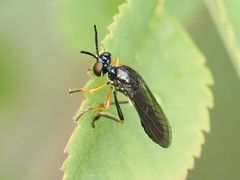 Dioctria longicornis