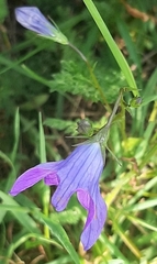 Campanula patula