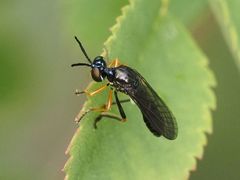 Dioctria longicornis