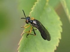Dioctria longicornis