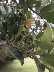 Prunus buxifolia