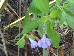 Ruellia intermedia