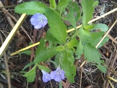 Ruellia intermedia