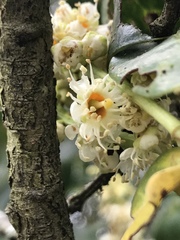 Prunus buxifolia