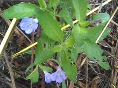 Ruellia intermedia