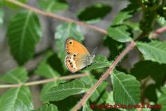 Coenonympha corinna