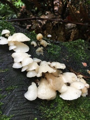 Favolaschia pustulosa