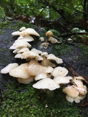 Favolaschia pustulosa
