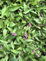 Persicaria longiseta