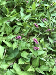 Persicaria longiseta