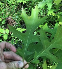Quercus texana