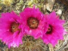 Echinocereus engelmannii