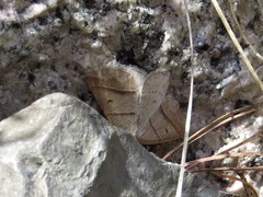 Petrophora subaequaria