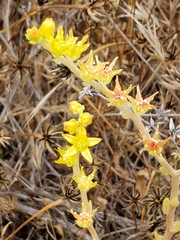 Dudleya multicaulis
