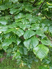 Tilia × europaea